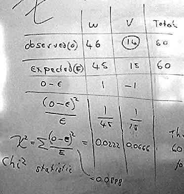Whiteboard table showing calculation of chi-square statistic for 3:1 mendelian ratio of winged to vestigial fruit flies